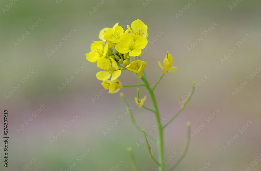菜の花アップ 菜の花アップ