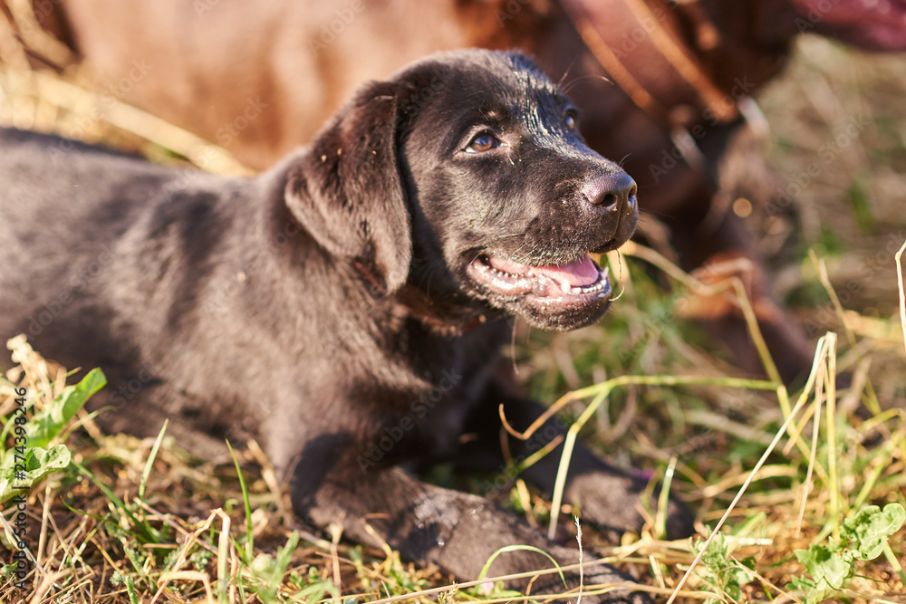 Portrait of a cute Labrador puppy of black color Portrait of a cute Labrador puppy of black color