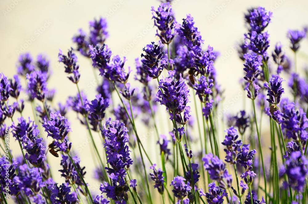 Fototapeta premium bunch of lavender on white background