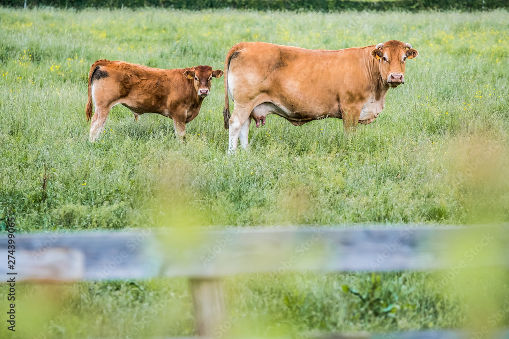 Vache brune et son petit veau Vache brune et son petit veau