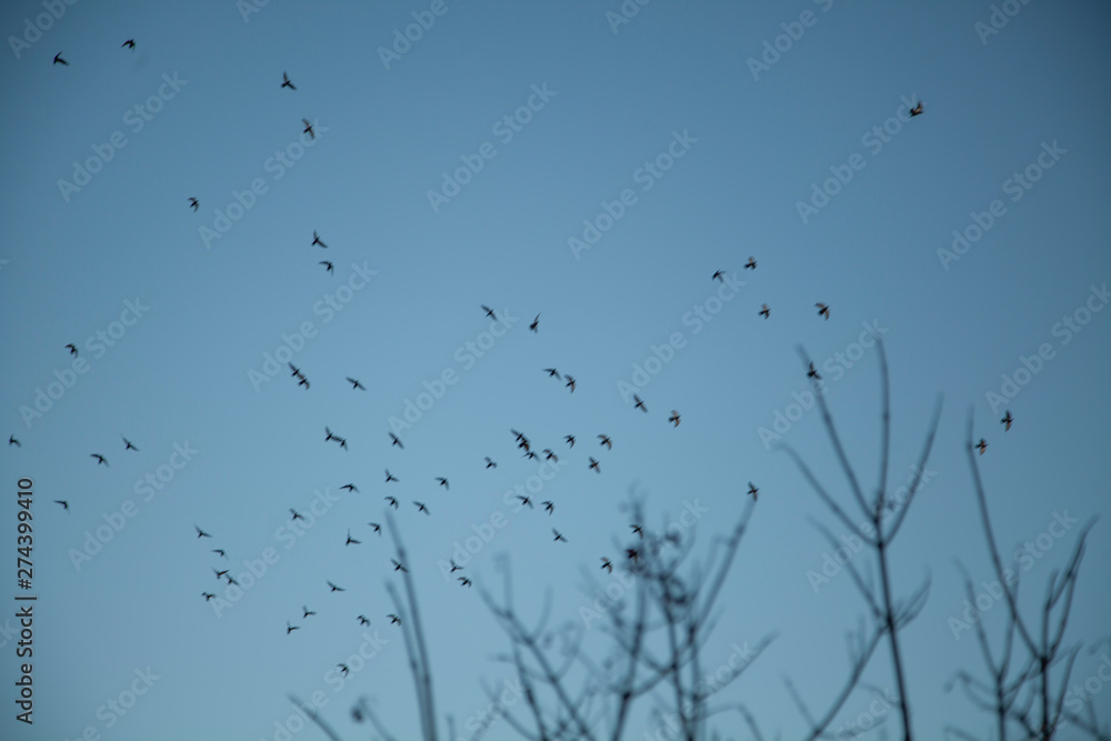 Birds in the clouds. A flock of birds against the sky. Birds fly south or north or just. Birds in the clouds. A flock of birds against the sky. Birds fly south or north or just.