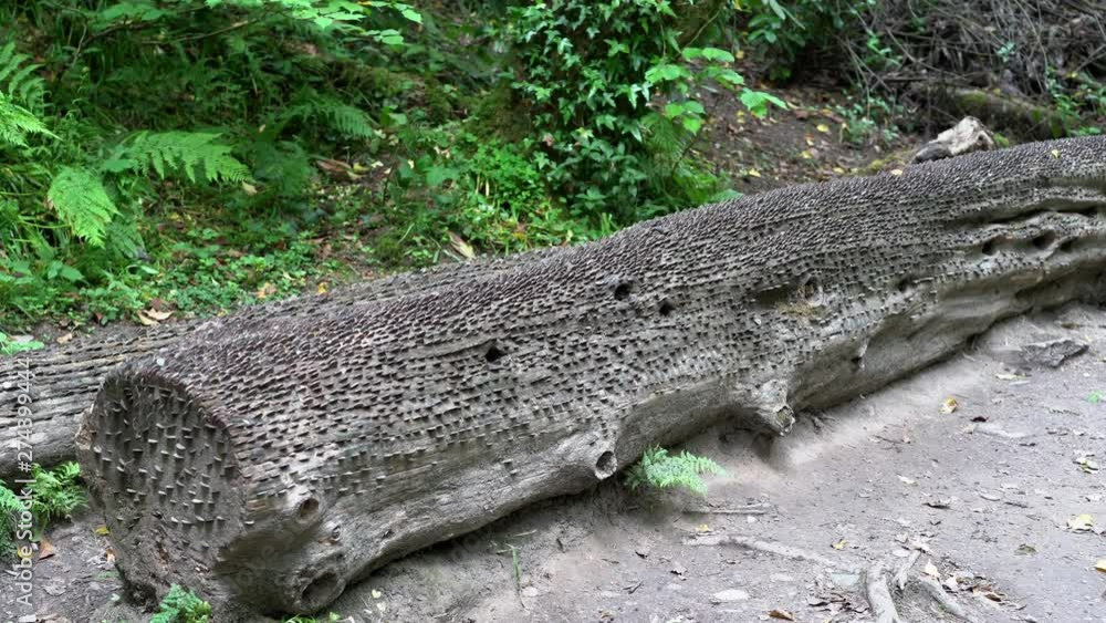 Old and new coins of all sizes and nations hammered into a fallen wish tree in St Nectan's Glen near Tintagel in northern Cornwall. Zoom in 4k footage Old and new coins of all sizes and nations hammered into a fallen wish tree in St Nectan's Glen near Tintagel in northern Cornwall. Zoom in 4k footage