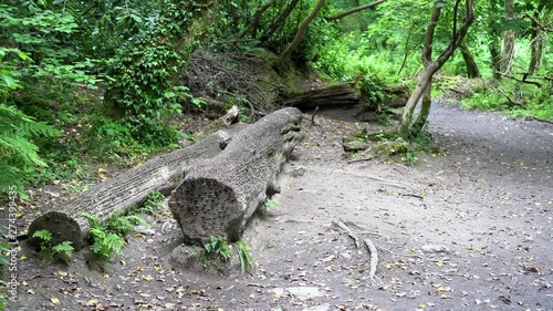 Old and new coins of all sizes and nations hammered into a fallen wish tree in St Nectan's Glen near Tintagel in northern Cornwall. 4k footage photo