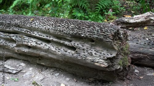 Old and new coins of all sizes and nations hammered into a fallen wish tree in St Nectan's Glen near Tintagel in northern Cornwall. Zoom out 4k footage photo