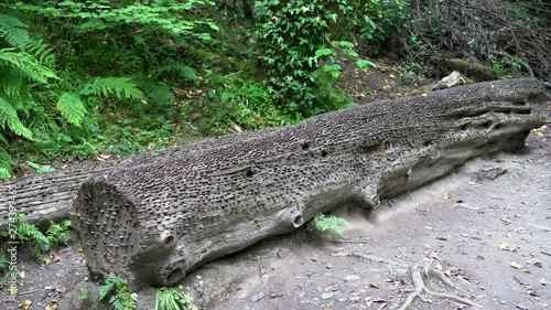 Old and new coins of all sizes and nations hammered into a fallen wish tree in St Nectan's Glen near Tintagel in northern Cornwall. Zoom out 4k footage photo