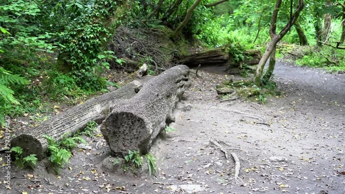 Old and new coins of all sizes and nations hammered into a fallen wish tree in St Nectan's Glen near Tintagel in northern Cornwall. Zoom out 4k footage photo