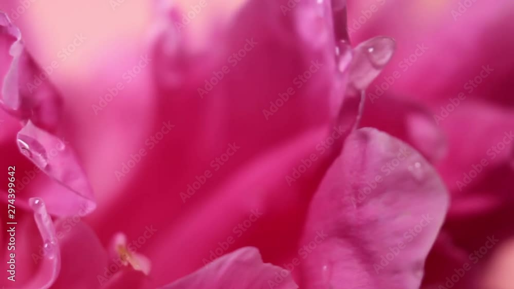 Extreme Close Up Of Rotating Hot Pink Peony Flower. Water Drops On Petals. Extreme Close Up Of Rotating Hot Pink Peony Flower. Water Drops On Petals.
