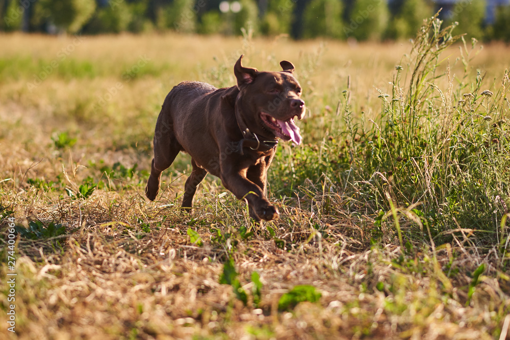 Labrador brown color, sticking out his tongue, running on the grass