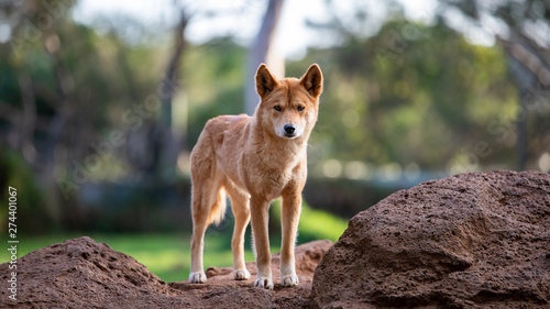 Foto Full body shot of Dingo in Australia looking slightly off camera.