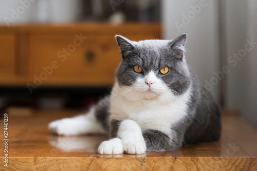 Cute british shorthair cat lying on the table