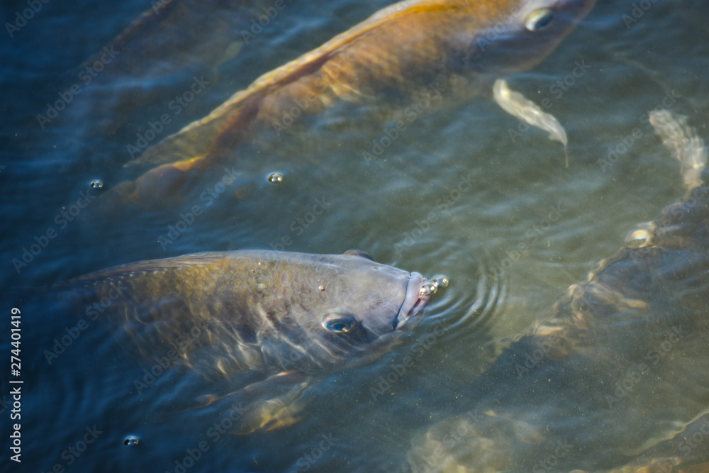 Fototapeta premium Tilapia, freshwater fish, popular in industry