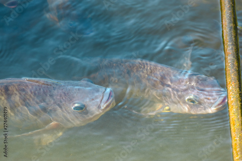 Tilapia  freshwater fish  popular in industry