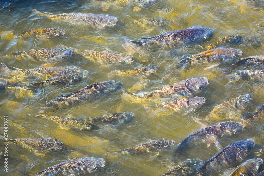Tilapia, freshwater fish, popular in industry Tilapia, freshwater fish, popular in industry