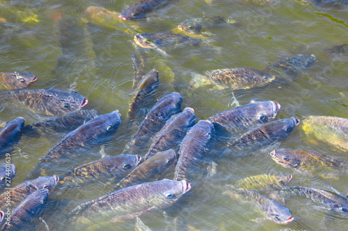 Tilapia, freshwater fish, popular in industry.Dirty weather Oxygen in low water caus Tilapias in the pond to pop up to breathe on the surface.