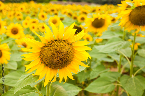 fields of bright flowering sunflowers