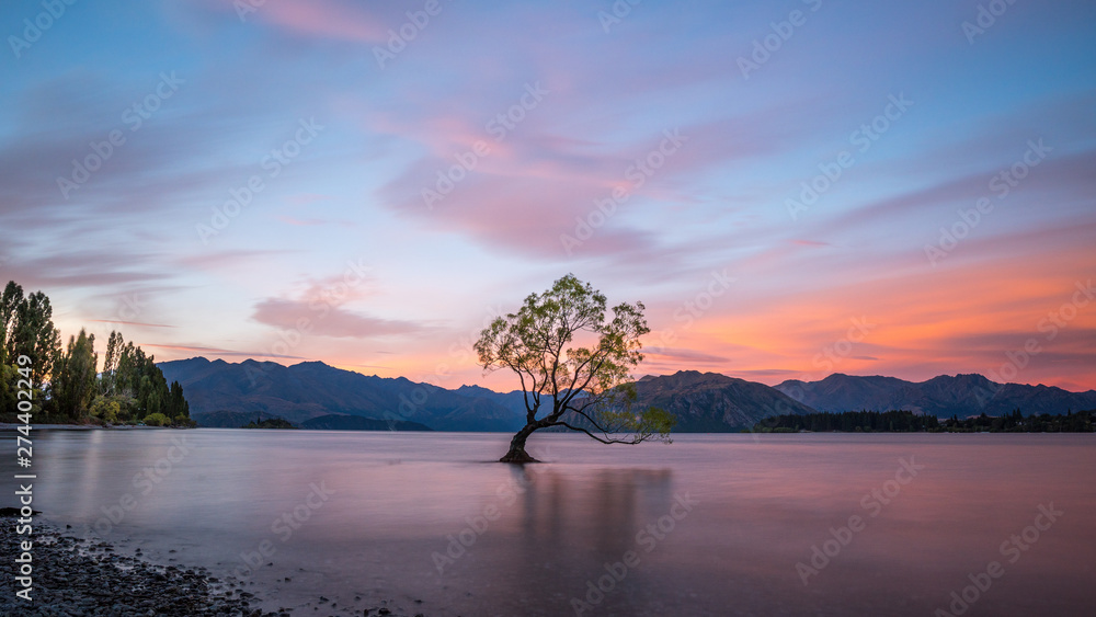 Lonely tree standing in Lake Wanaka, New Zealand at sunset Lonely tree standing in Lake Wanaka, New Zealand at sunset