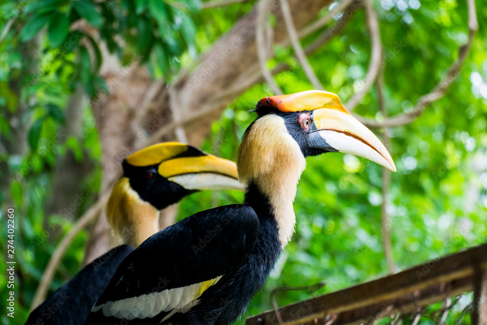 Hornbill in wild life breeding station. Hornbill in wild life breeding station.