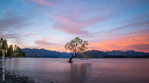 Lonely tree standing in Lake Wanaka  New Zealand at sunset