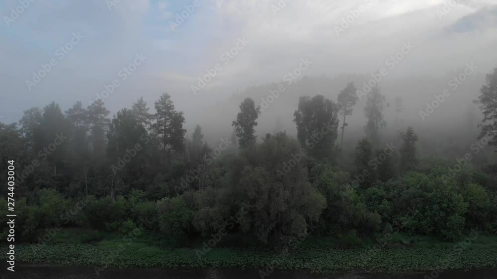 Thick Fog In The Early Morning In The Forest Thick Fog In The Early Morning In The Forest