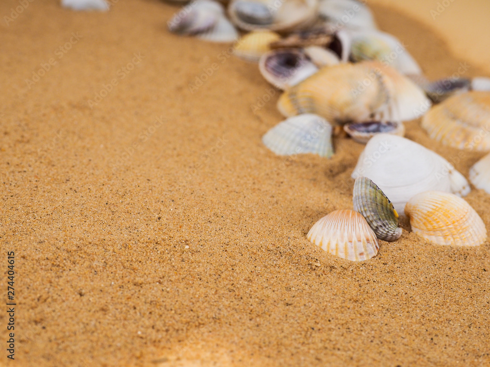 Seashells on sand. Sea summer vacation background with space for the text Seashells on sand. Sea summer vacation background with space for the text