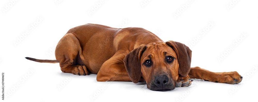 Cute wheaten Rhodesian Ridgeback puppy dog with dark muzzle, laying ...