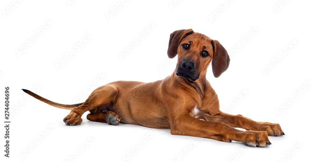 Cute wheaten Rhodesian Ridgeback puppy dog with dark muzzle, laying down side ways facing front. Head up and looking at camera with sweet brown eyes. Isolated on white background.