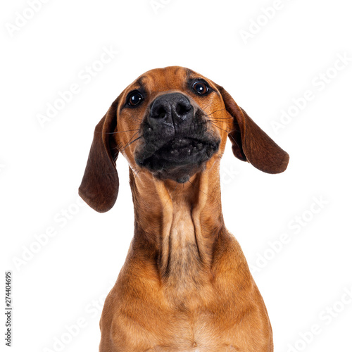 Funny head shot of wheaten Rhodesian Ridgeback puppy dog with dark muzzle  sitting facing front ways facing front. Looking at camera with sweet brown eyes and floppy ears Isolated on white background.