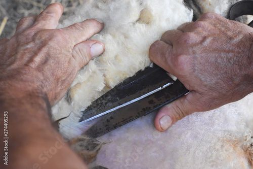 Shearing sheep. Farmer shearing sheep with old rusty scissors