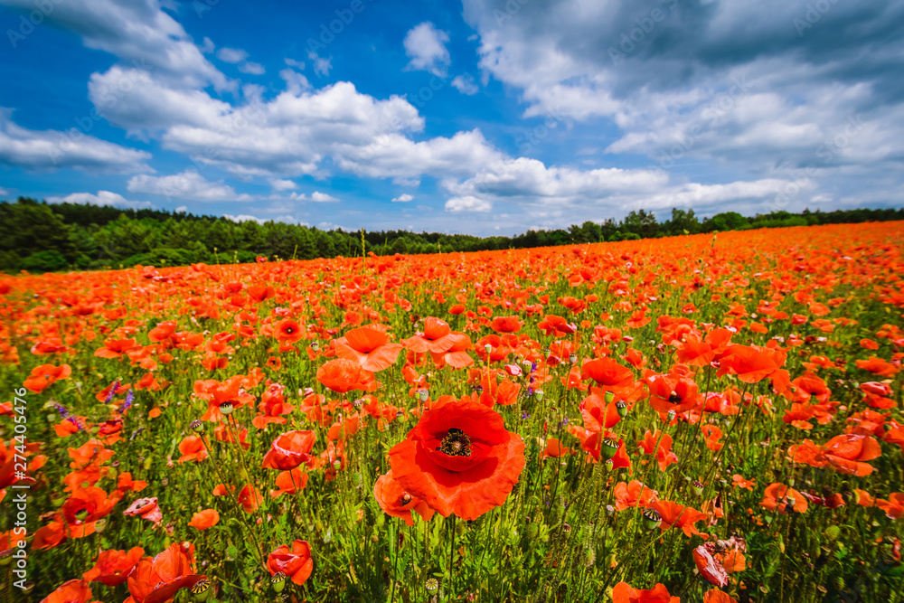 pola maków Papaveraceae Juss