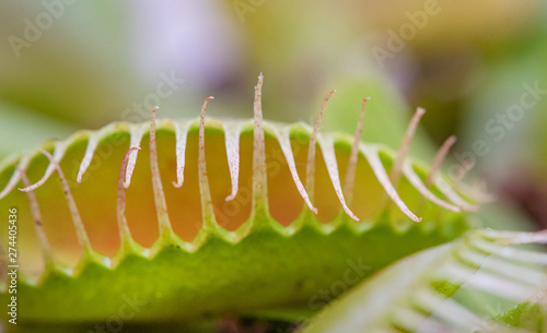 Flieschfressende Pflanze Venusfliegenfalle Fliegen Falle Fressen 