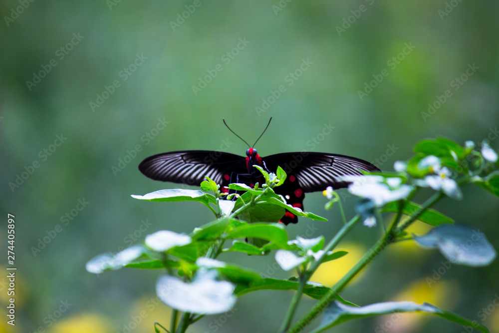 Fototapeta premium Beautiful Portrait of The Common Mormon Butterfly on the ground during Springtime in a soft green blurry background
