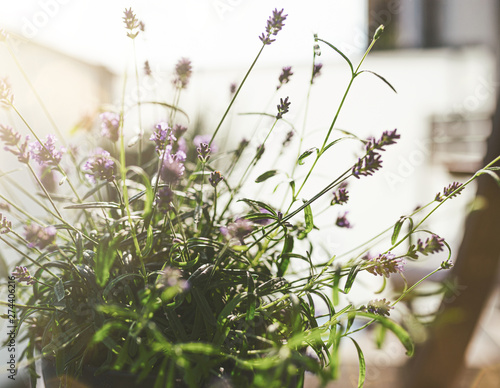 close-up of pottet lavender plant on patio or balcony in warm evening sunlight photo