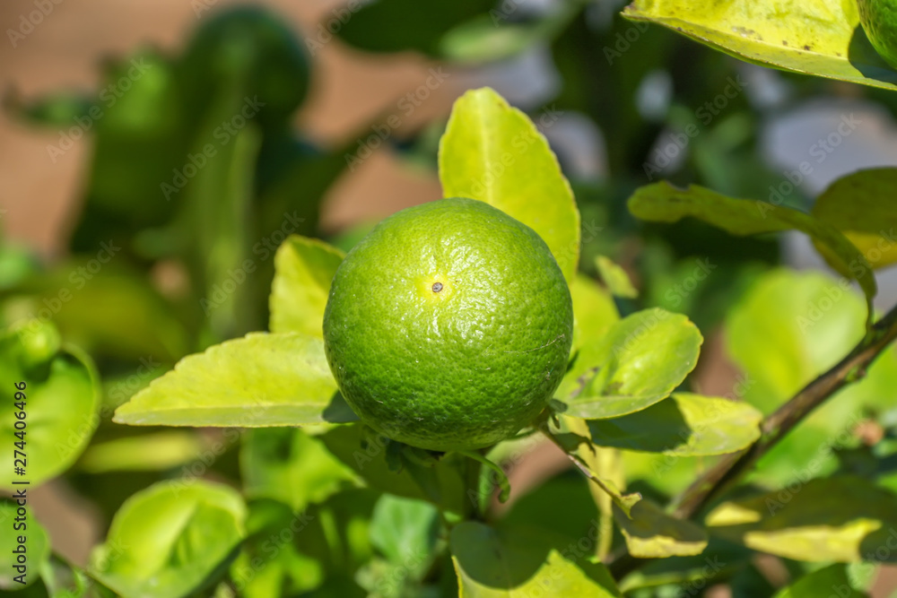 Agriculture, Green lemon on branches with green leaf, Organic food