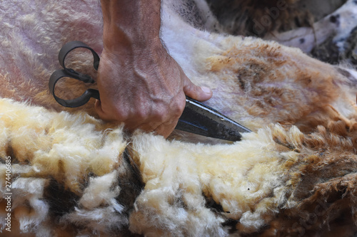 Fotografija Shearing sheep. Farmer shearing sheep with old rusty scissors