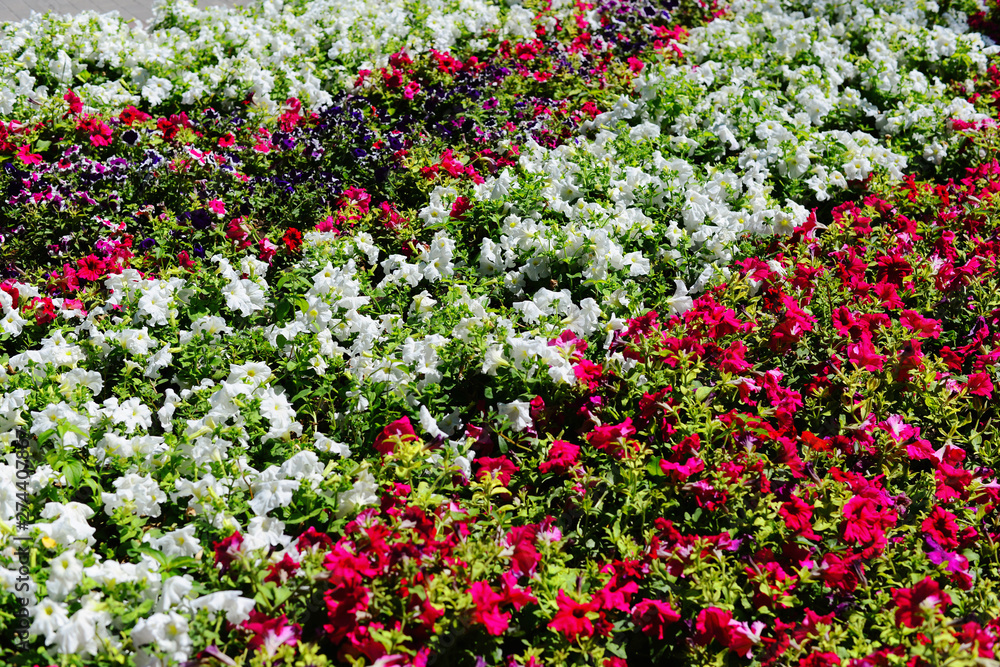 Beautiful multi-colored petunias in the city park