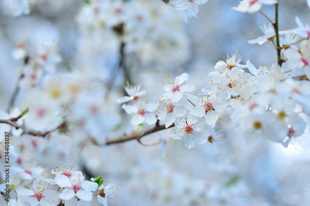 White spring flowers with blurred background White spring flowers with blurred background