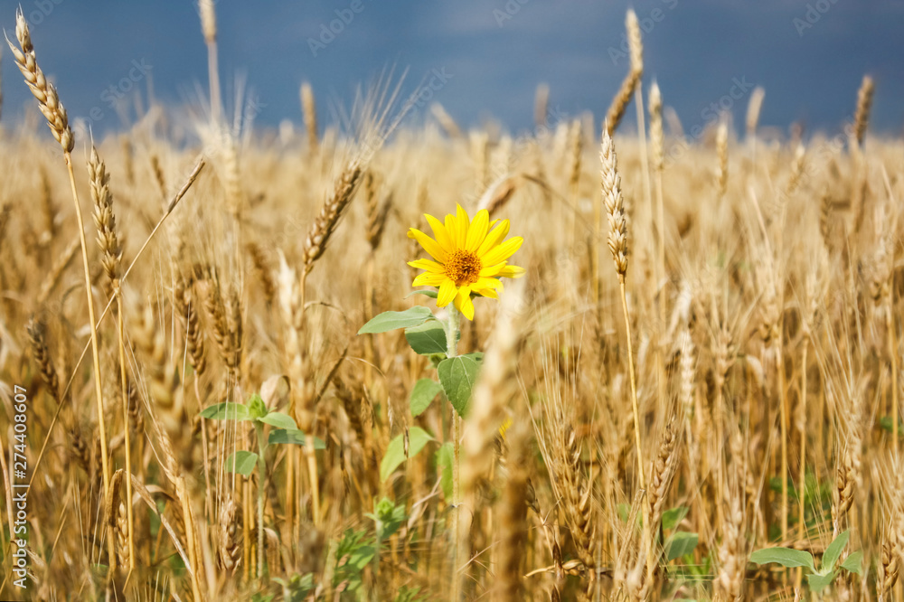 Obraz premium Small Lone bright Yellow Flower of a Sunflower in a Field of Golden Wheat against the blue sky, blurred background