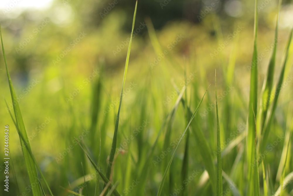 green blades of grass at sunrise green blades of grass at sunrise