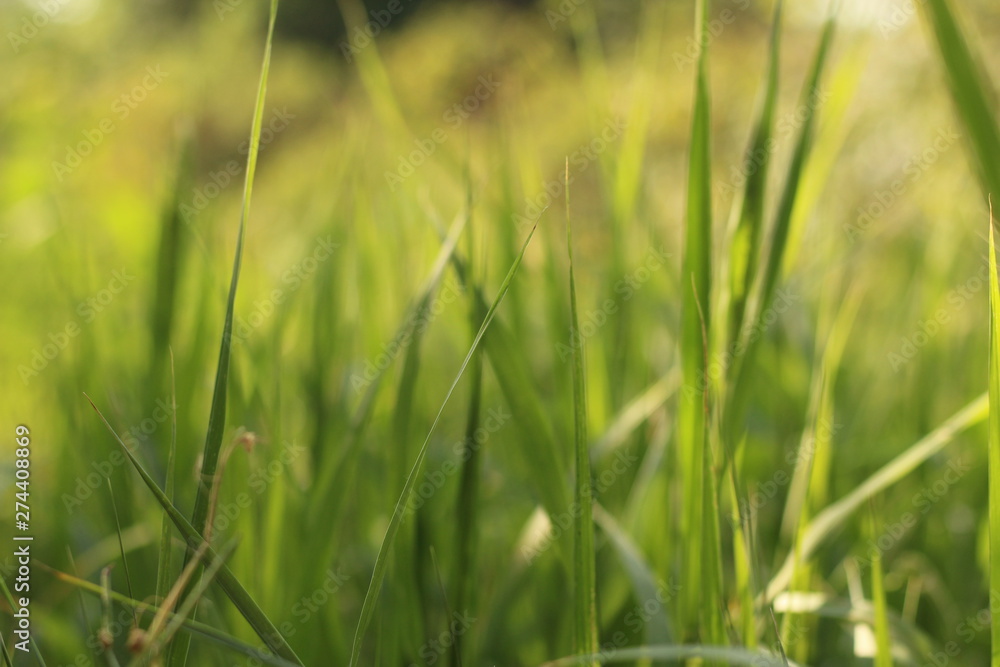 green blades of grass at sunrise green blades of grass at sunrise