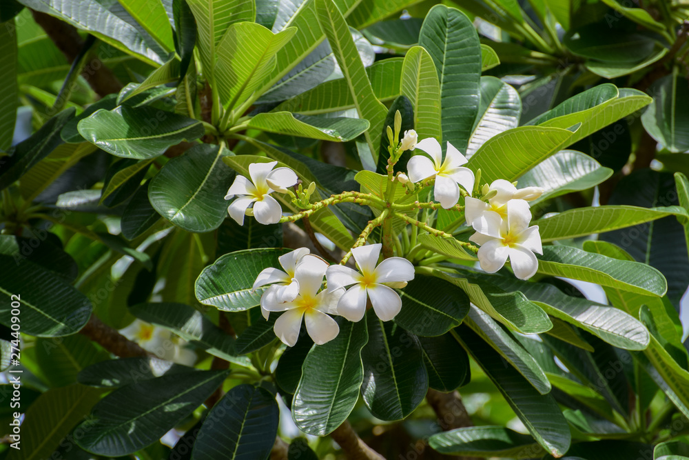 Fototapeta premium Plumeria is a genus of flowering plants in the dogbane family, Apocynaceae. Most species are deciduous shrubs or small trees. Grown as cosmopolitan ornamentals in warm regions.