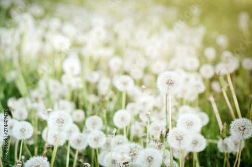 Close up of fresh dandelions