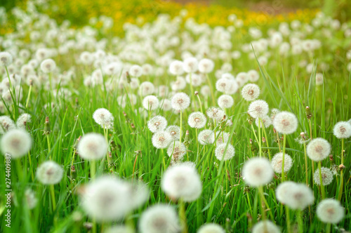 Close up of fresh dandelions