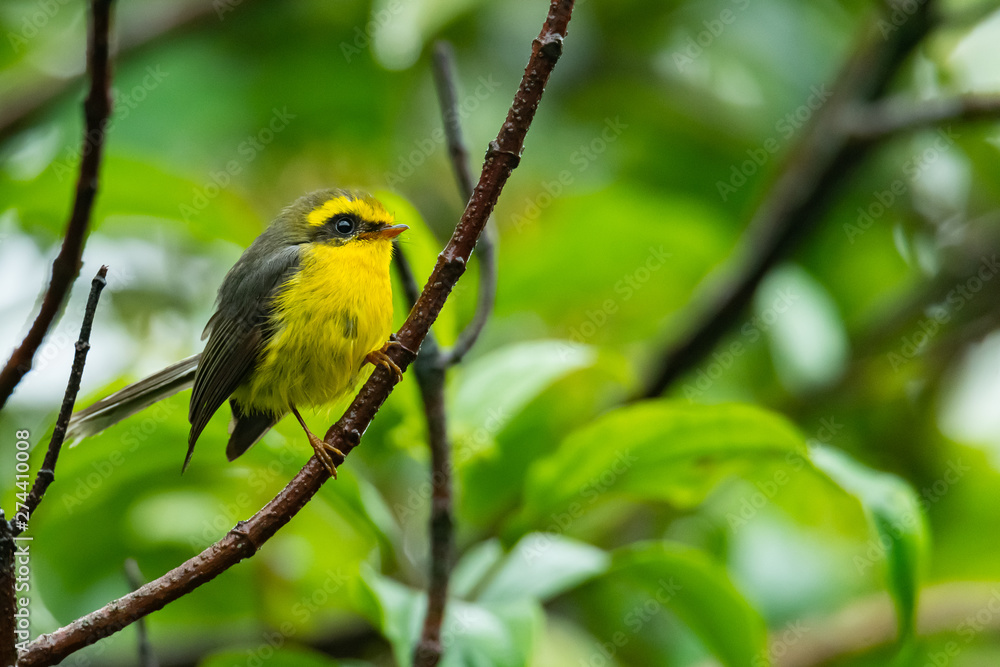 Obraz premium Cute and beautiful Yellow-bellied Fairy-fantail perching on a perch