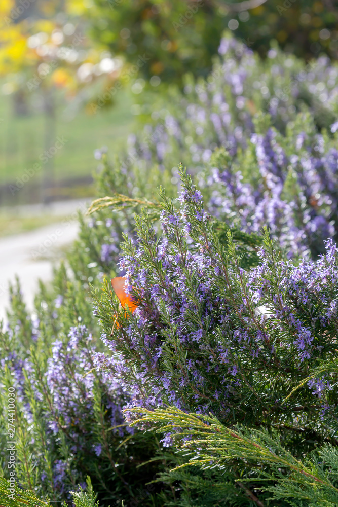 Obraz premium Rosemary bush (Rosmarinus officinalis) close-up