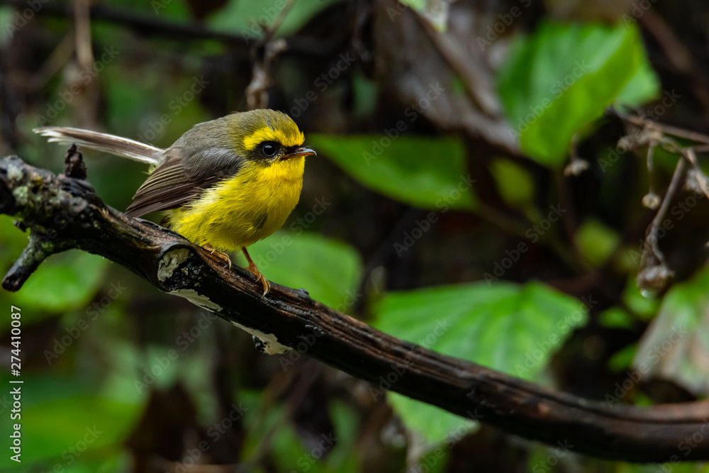 Fototapeta premium Cute and beautiful Yellow-bellied Fairy-fantail perching on a perch
