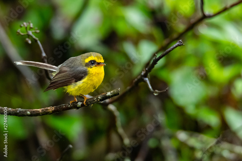 Cute and beautiful Yellow-bellied Fairy-fantail perching on a perch