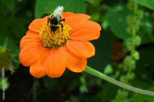 bee on a single orange flower on green background.
