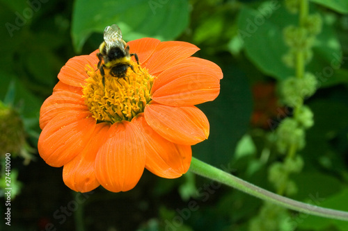 frontal bee on a single orange flower on green background