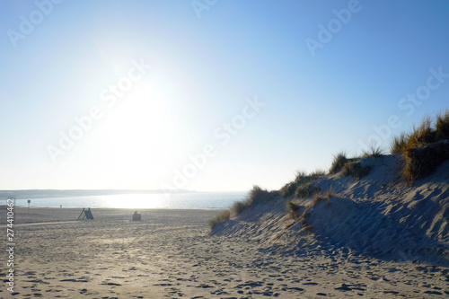 Sea Grass On A White Sand Dunes Beach under a clear blue Sky 
