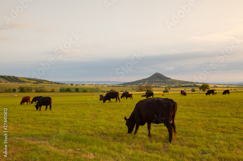 Wallpaper Mural The herd of Cows on the pasture  in Central Bohemian Highlands, Czech Republic. Torontodigital.ca